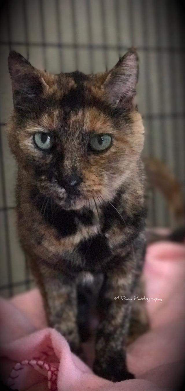 Tigger
